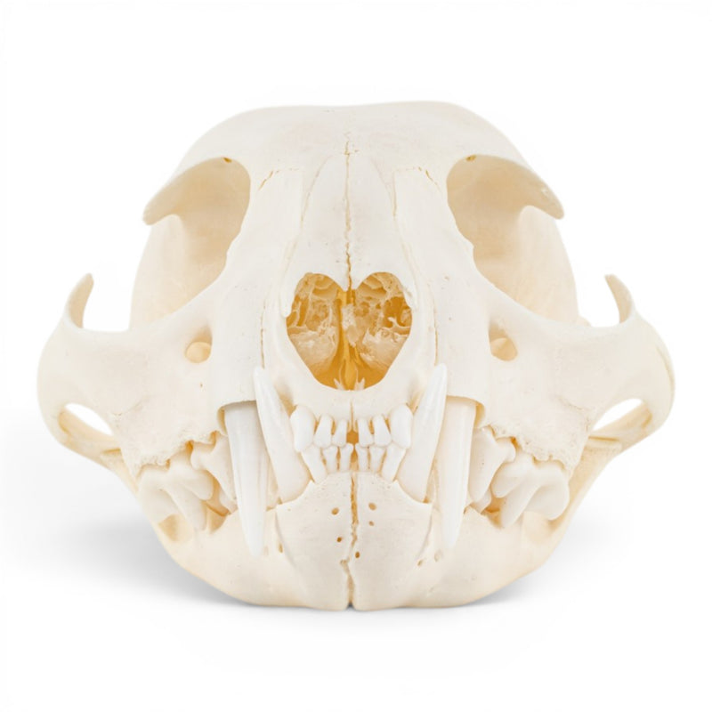 Real Canadian Lynx Skull - Adolescent