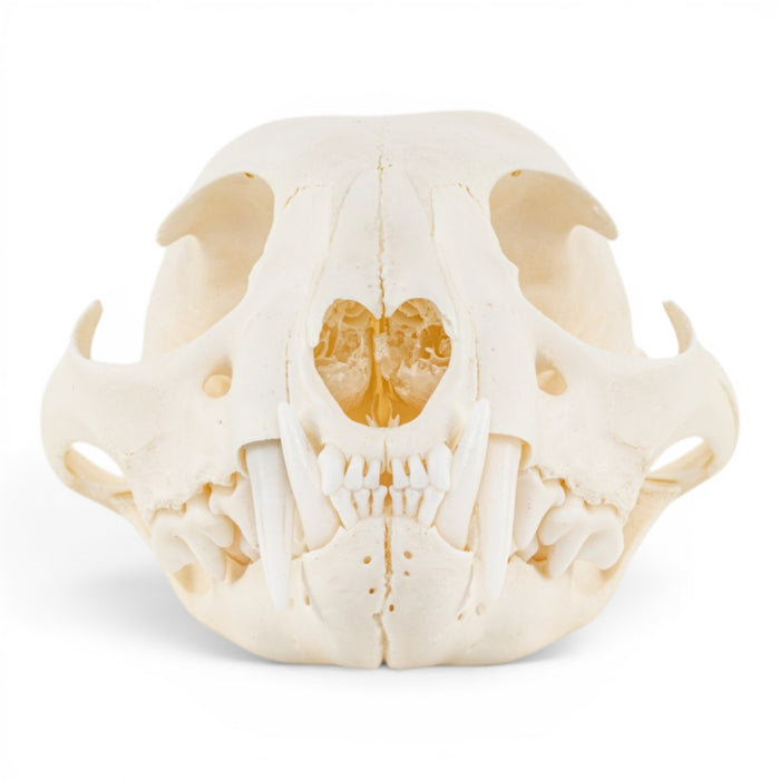 Real Canadian Lynx Skull - Adolescent