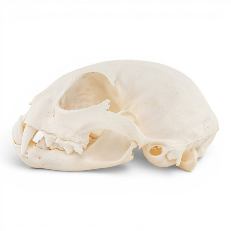 Real Canadian Lynx Skull - Adolescent