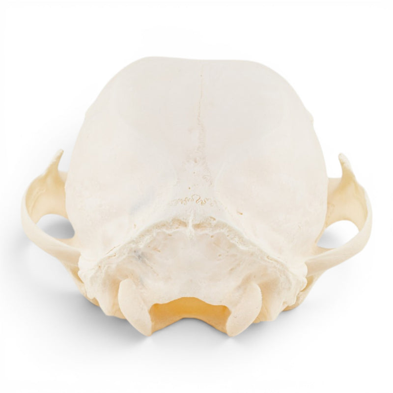 Real Canadian Lynx Skull - Adolescent