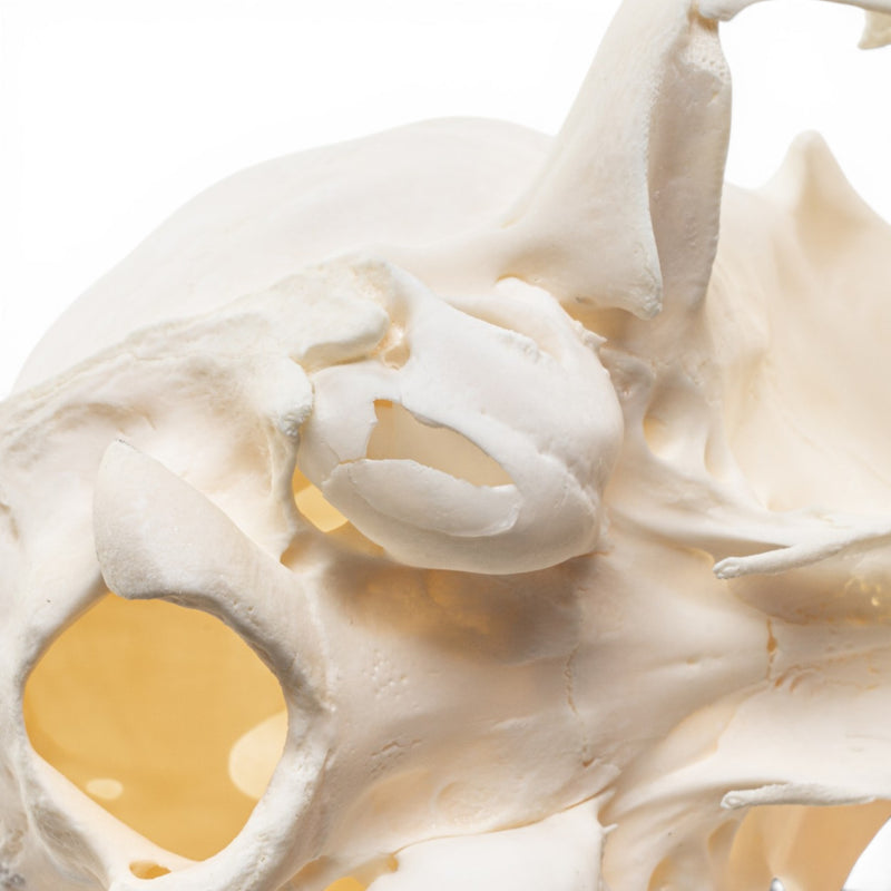 Real Canadian Lynx Skull - Adolescent