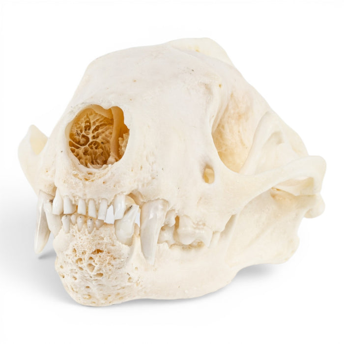 Real Striped Skunk Skull - Pathology