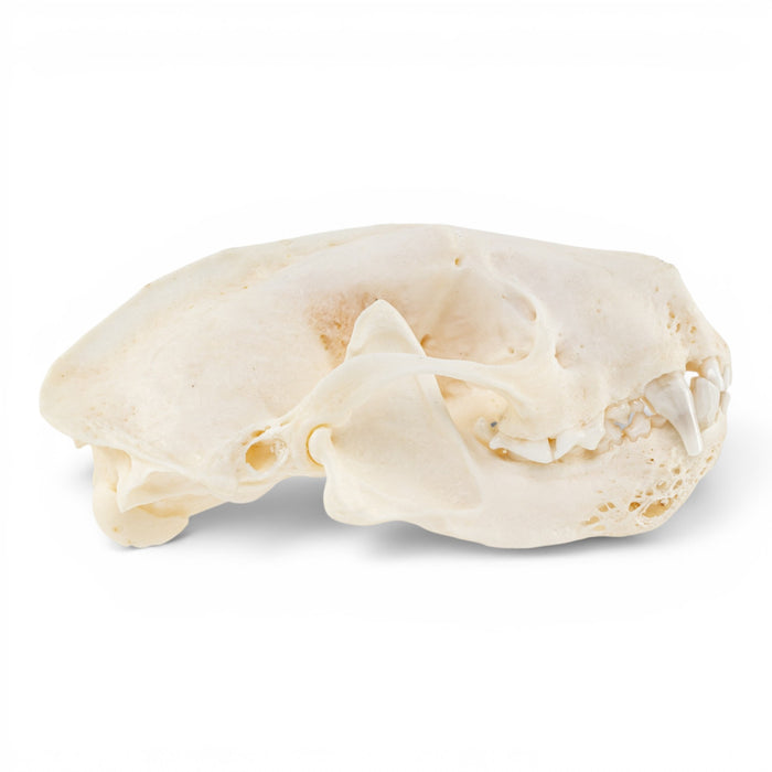 Real Striped Skunk Skull - Pathology