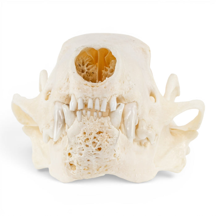 Real Striped Skunk Skull - Pathology