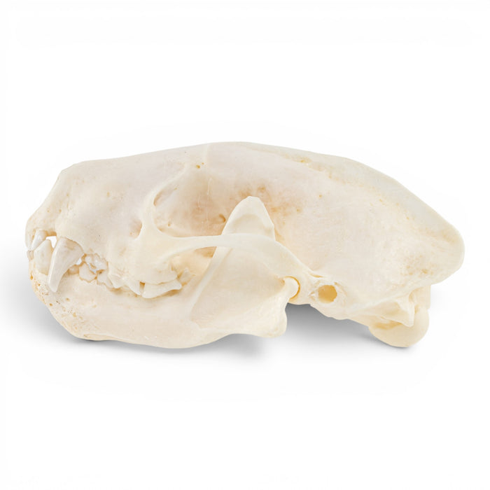 Real Striped Skunk Skull - Pathology