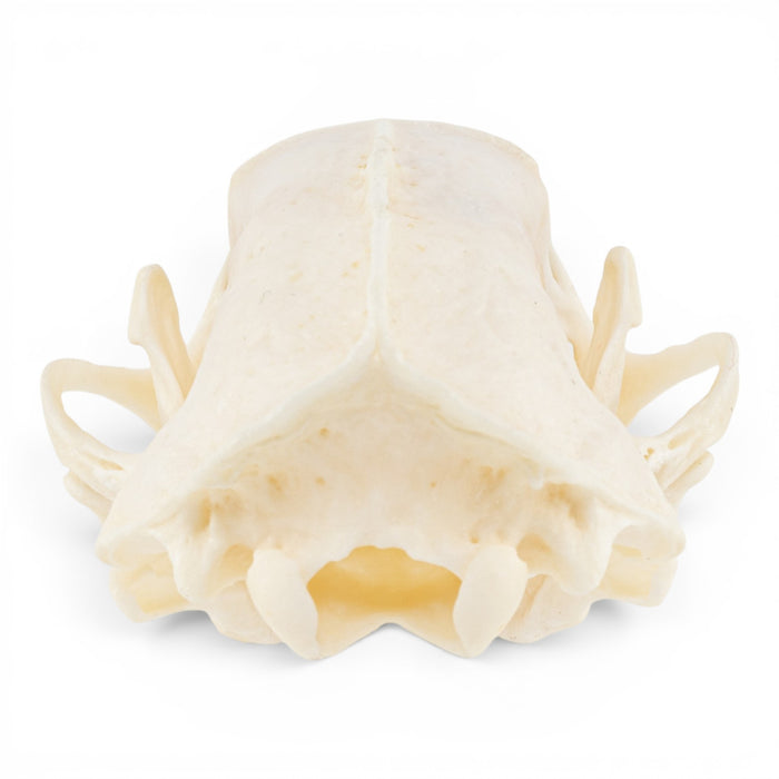 Real Striped Skunk Skull - Pathology