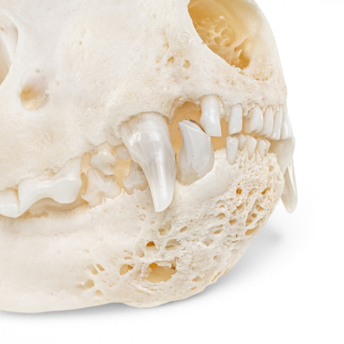 Real Striped Skunk Skull - Pathology