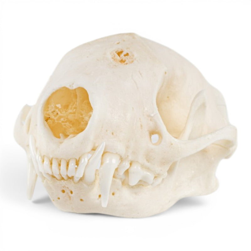 Real Striped Skunk Skull - Pathology