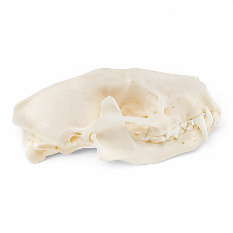 Real Striped Skunk Skull - Pathology