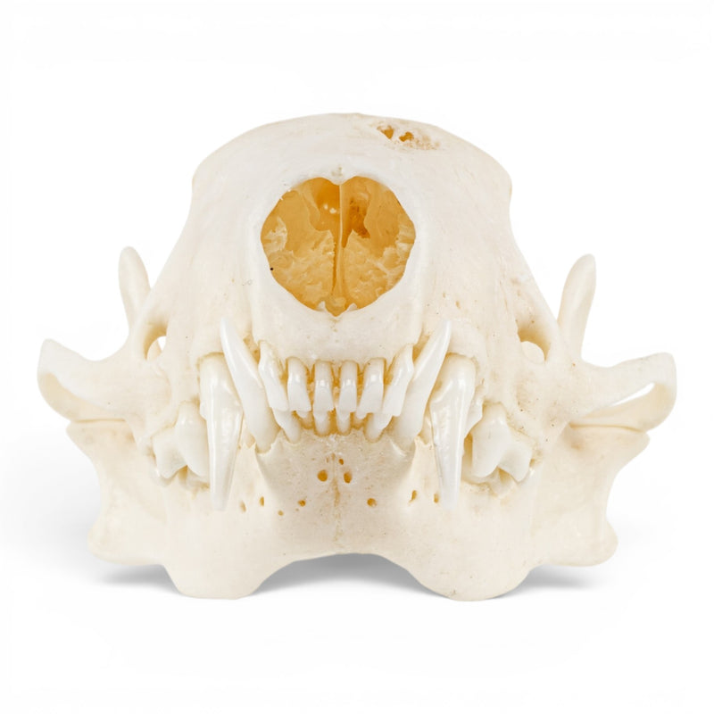 Real Striped Skunk Skull - Pathology