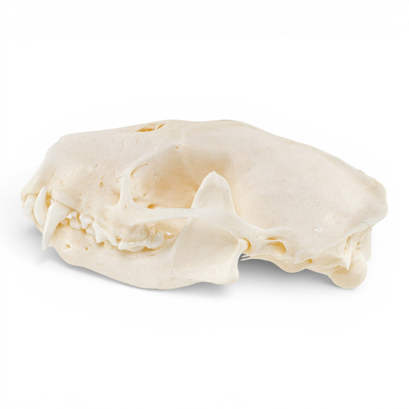Real Striped Skunk Skull - Pathology