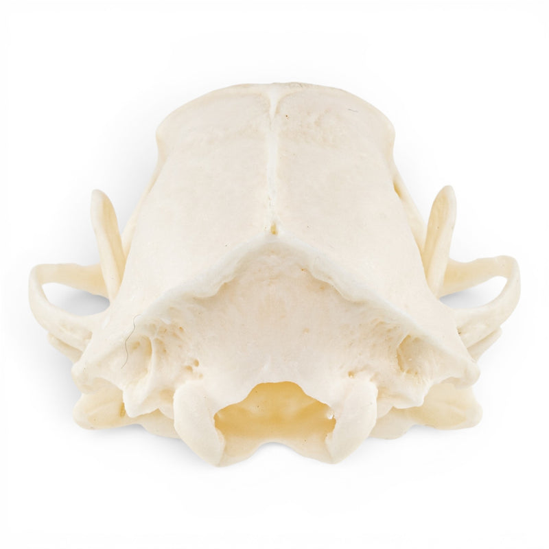 Real Striped Skunk Skull - Pathology
