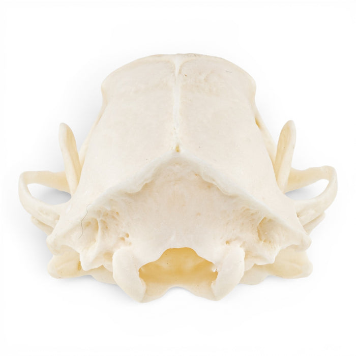 Real Striped Skunk Skull - Pathology