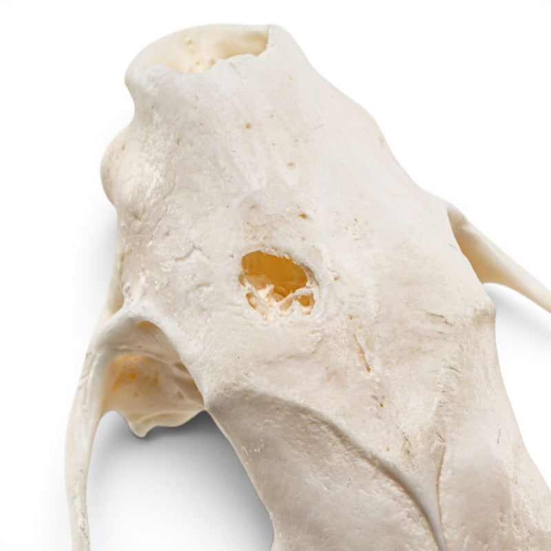 Real Striped Skunk Skull - Pathology