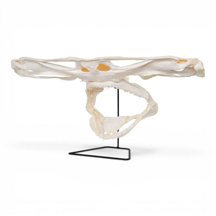 Real Great Hammerhead Shark Skull