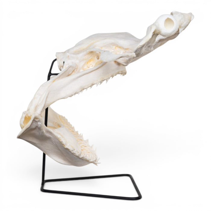 Real Great Hammerhead Shark Skull