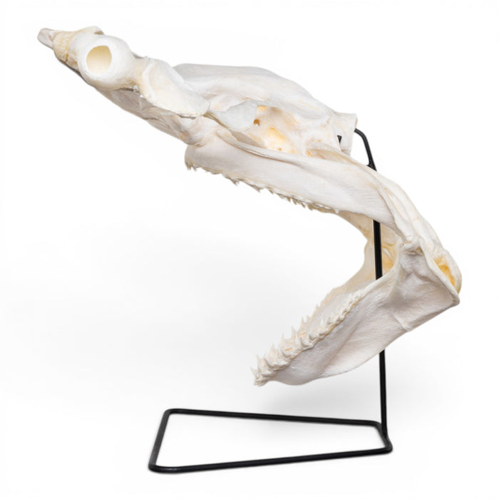 Real Great Hammerhead Shark Skull