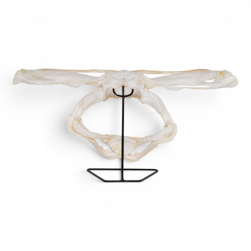 Real Great Hammerhead Shark Skull