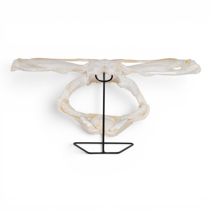 Real Great Hammerhead Shark Skull
