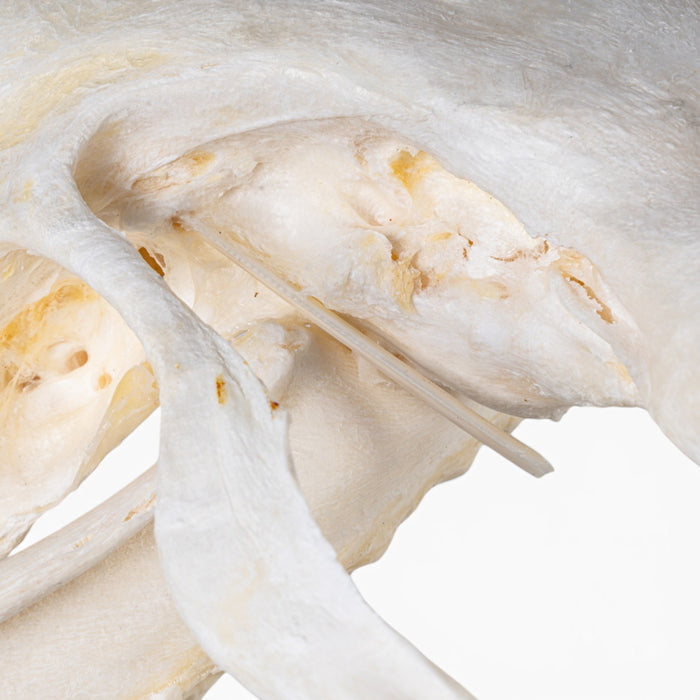Real Great Hammerhead Shark Skull
