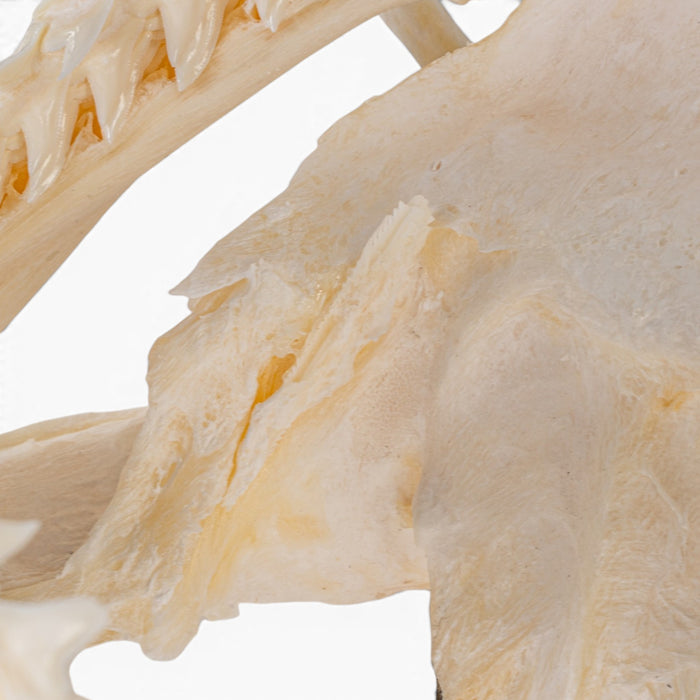 Real Great Hammerhead Shark Skull