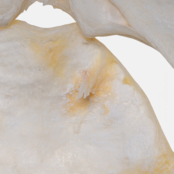 Real Great Hammerhead Shark Skull