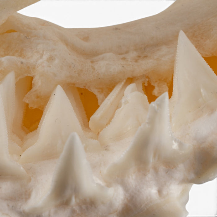 Real Great Hammerhead Shark Skull
