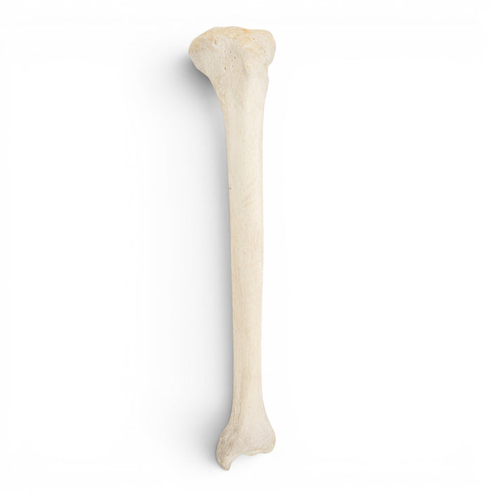 Real Human Tibia
