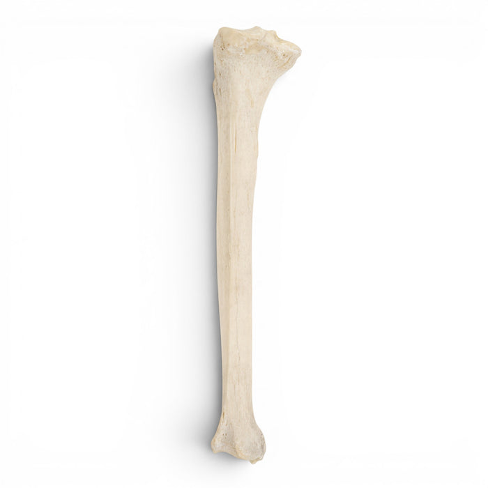 Real Human Tibia