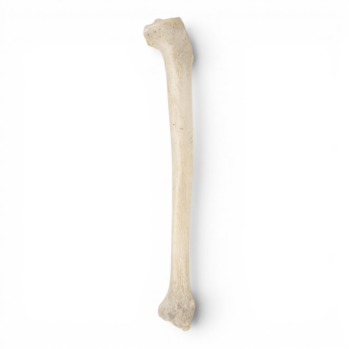 Real Human Tibia