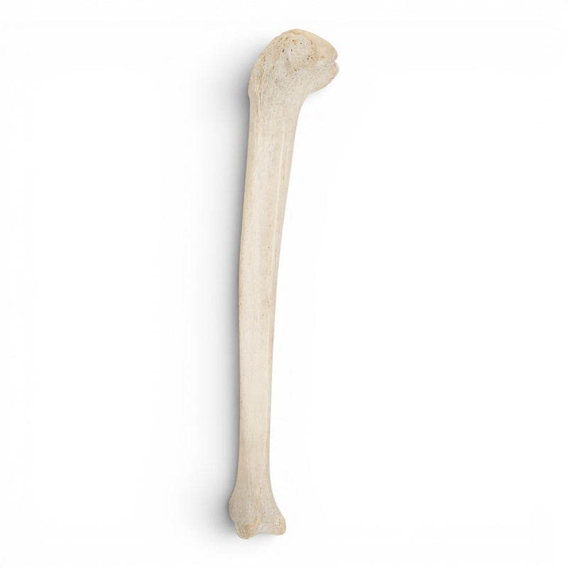 Real Human Tibia