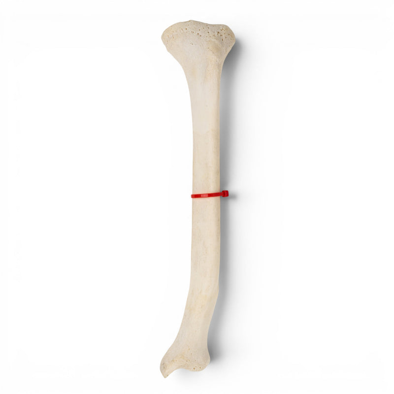 Real Human Tibia