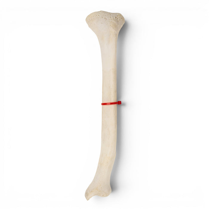 Real Human Tibia