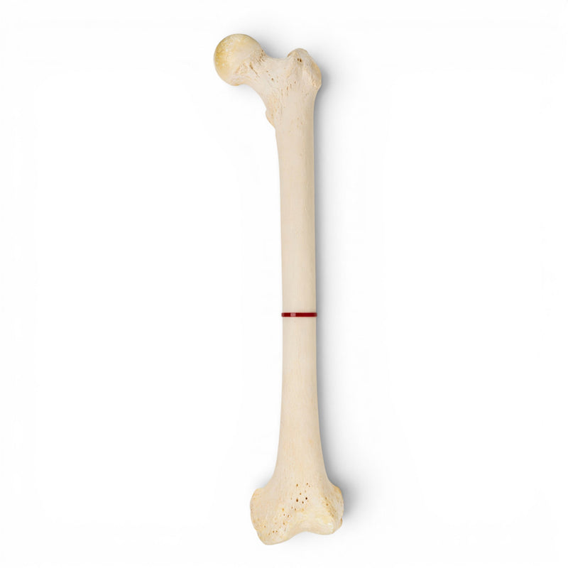 Real Human Femur - Single