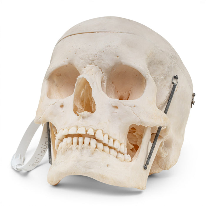 Real Human Skull