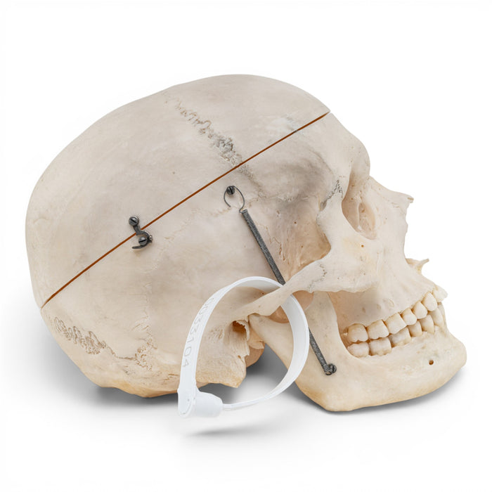 Real Human Skull