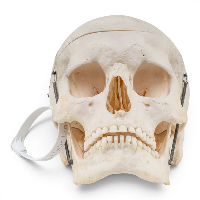 Real Human Skull