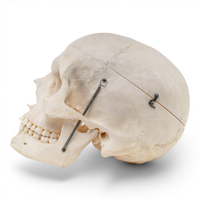 Real Human Skull