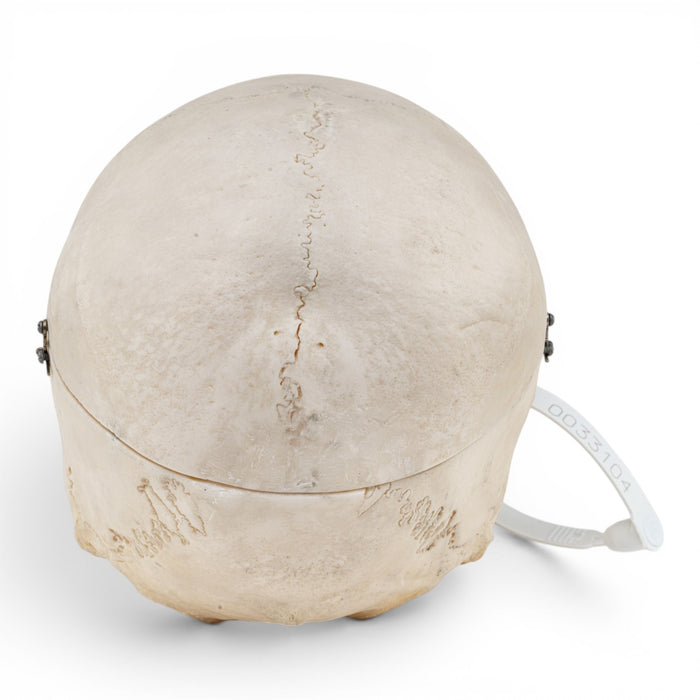 Real Human Skull