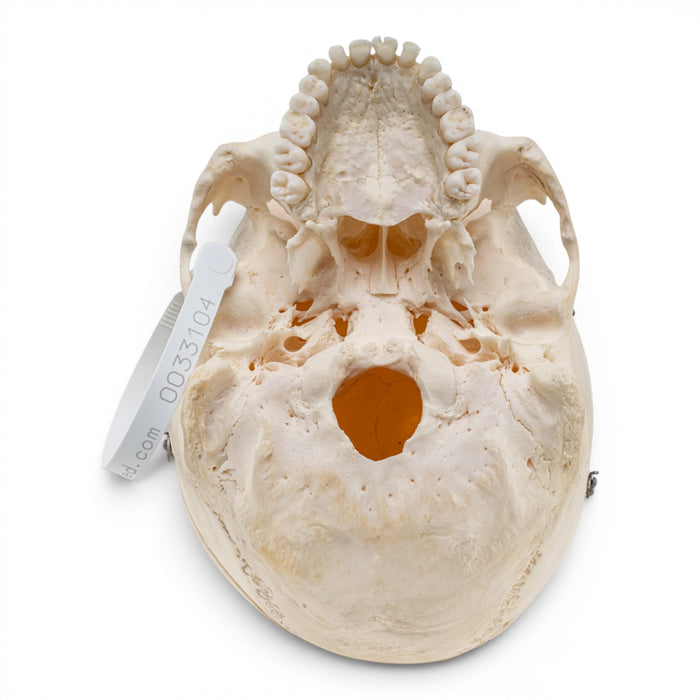 Real Human Skull