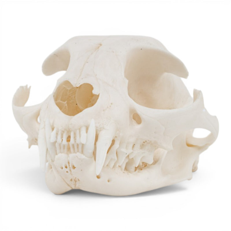 Real Domestic Cat Skull - Pathology