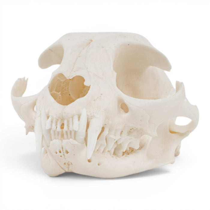 Real Domestic Cat Skull - Pathology