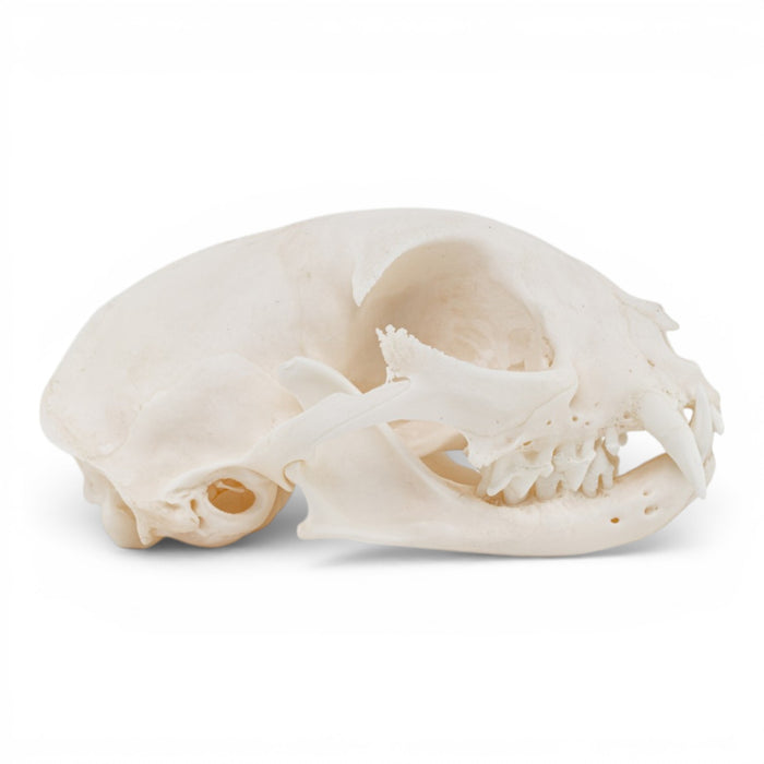 Real Domestic Cat Skull - Pathology