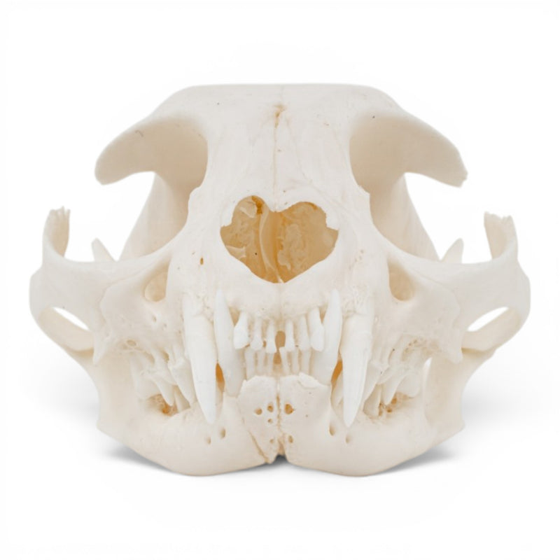 Real Domestic Cat Skull - Pathology