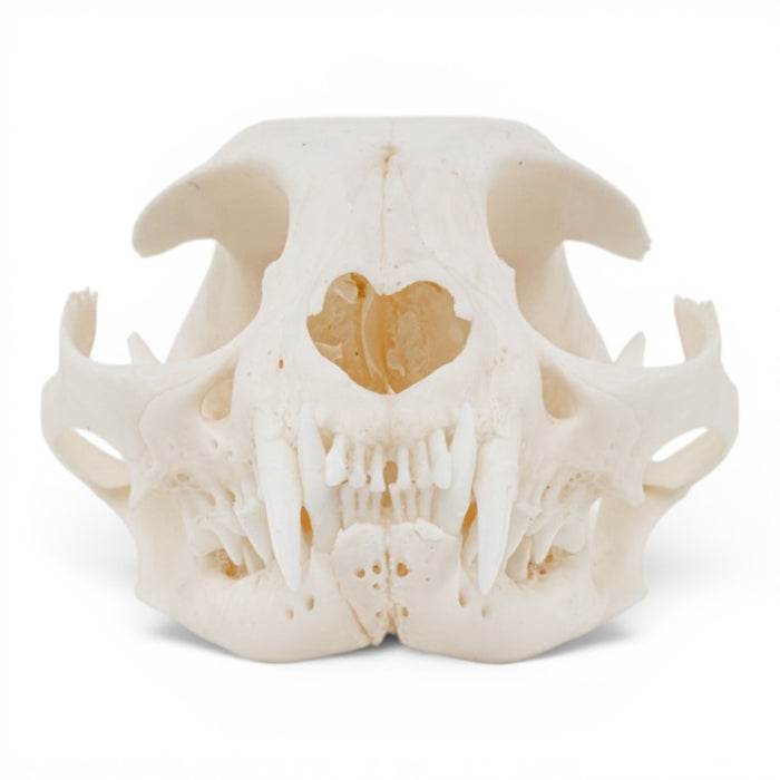 Real Domestic Cat Skull - Pathology