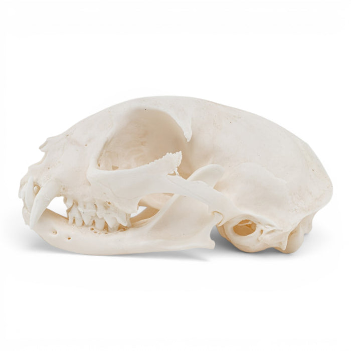 Real Domestic Cat Skull - Pathology