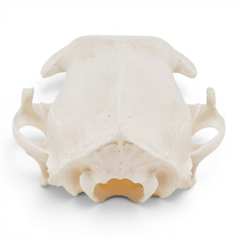 Real Domestic Cat Skull - Pathology
