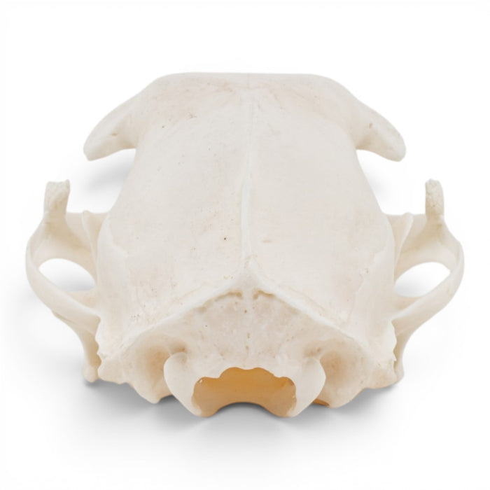 Real Domestic Cat Skull - Pathology