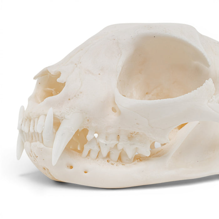 Real Domestic Cat Skull - Pathology