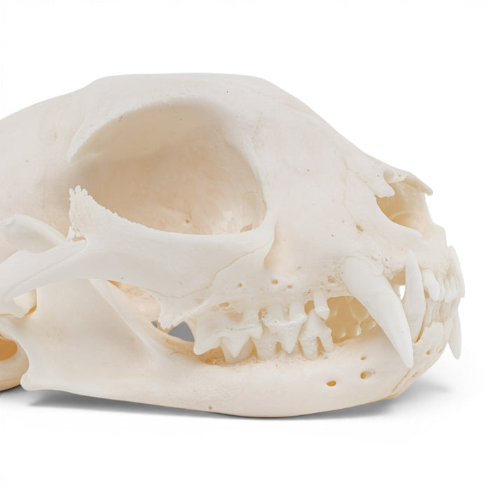 Real Domestic Cat Skull - Pathology